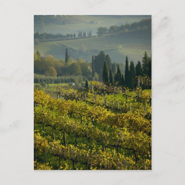 Carte Postale Vignoble, Toscane, Italie (Devant)