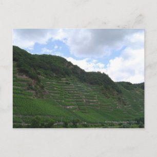 Carte Postale Vignoble vertique