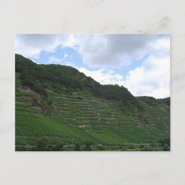 Carte Postale Vignoble vertique (Devant)