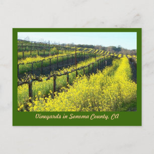 Carte Postale Vignobles avec graines de moutarde Sonoma Comté