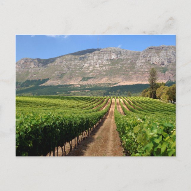 Carte Postale Vignobles du domaine viticole Groot Constantia (Devant)