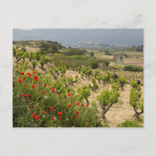 Carte Postale Vignobles près de Laguardia, capitale de La Rioja