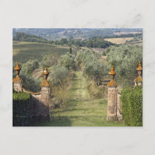 Carte Postale Vignobles, Toscane, Italie