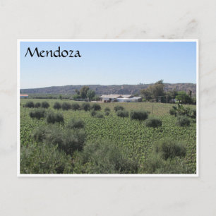 Carte Postale vin mendoza vert