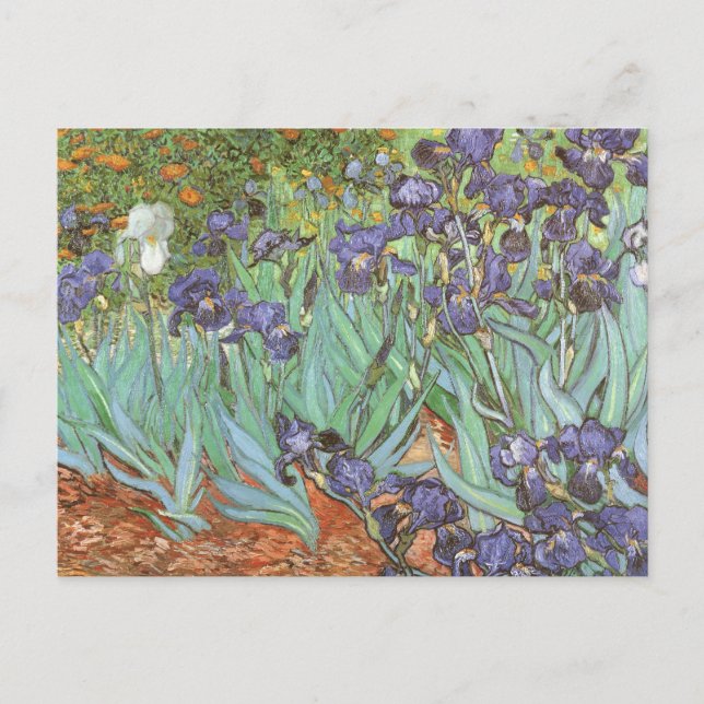 Carte Postale Vincent van Gogh - Irises (Devant)
