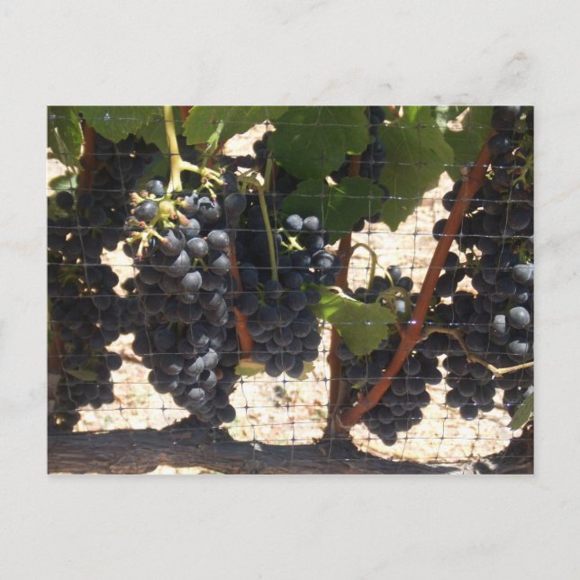 Carte Postale Vineyard (Devant)
