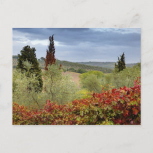 Carte Postale Vineyard near Montalcino, Tuscany, Italy
