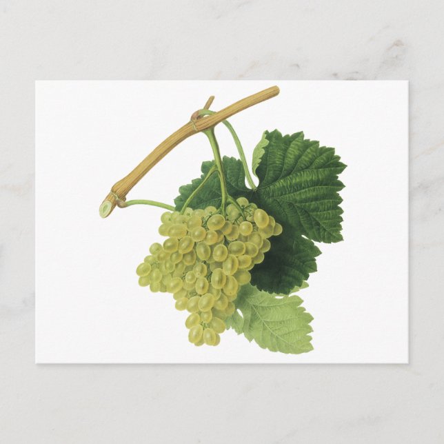 Carte Postale Vins blancs sur la vigne, fruits alimentaires Vint (Devant)