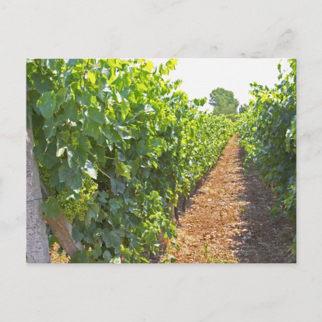 Carte Postale Vins entraînés à haute vitesse sur fils supportés  (Devant)