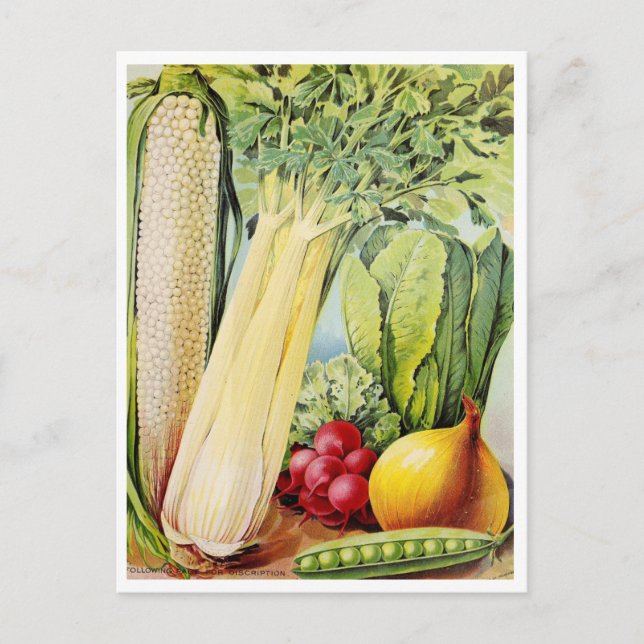 Carte postale vintage (Devant)