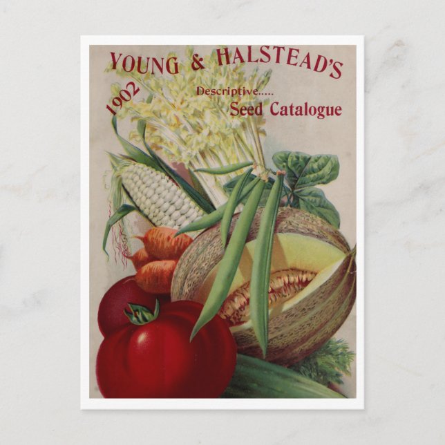 Carte postale vintage (Devant)