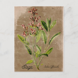 Carte postale vintage