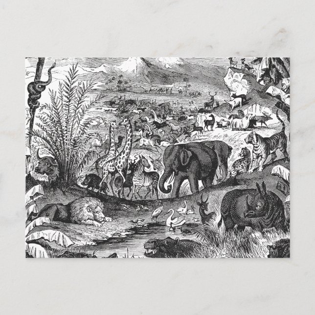 Carte Postale Vintage 1800s Animaux d'Illustration d'animaux afr (Devant)