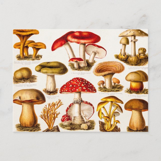 Carte Postale Vintage 1800s Mushroom Variety Modèle (Devant)