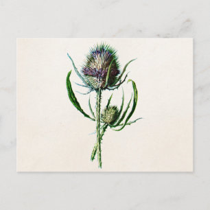 Carte Postale Vintage 1902 Vielle fleur sauvage de chardon écoss