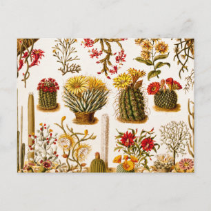 Carte Postale Vintage 1911 Cactus Flower Illustration florale