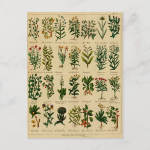 Carte postale vintage - 3