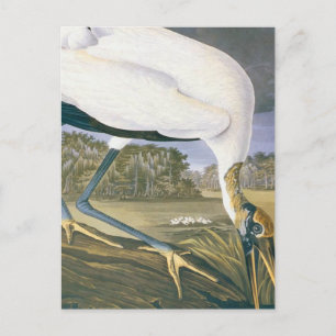 Carte Postale vintage American Stork par John James Audubon