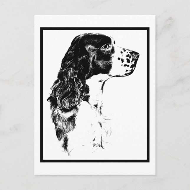Carte postale vintage Anglais Springer Spaniel (Devant)