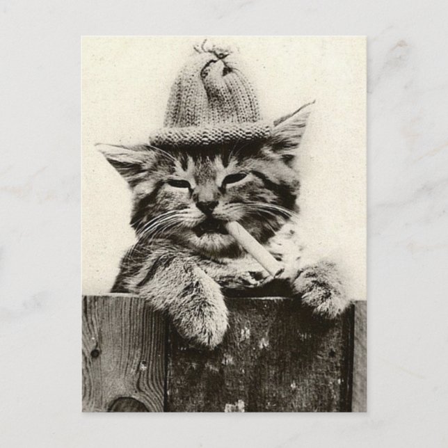 Carte Postale Vintage Antique Funny Nostalgie mignonne chat/chat (Devant)