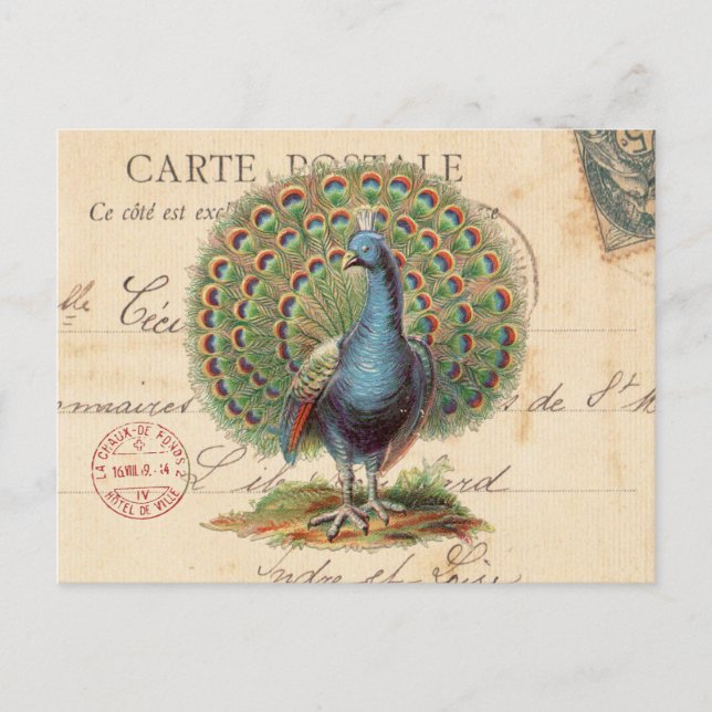 Carte postale vintage antique paon (Devant)