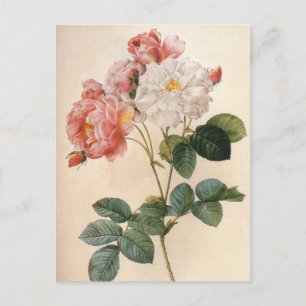 Carte postale vintage Art rose