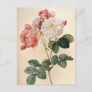 Carte postale vintage Art rose