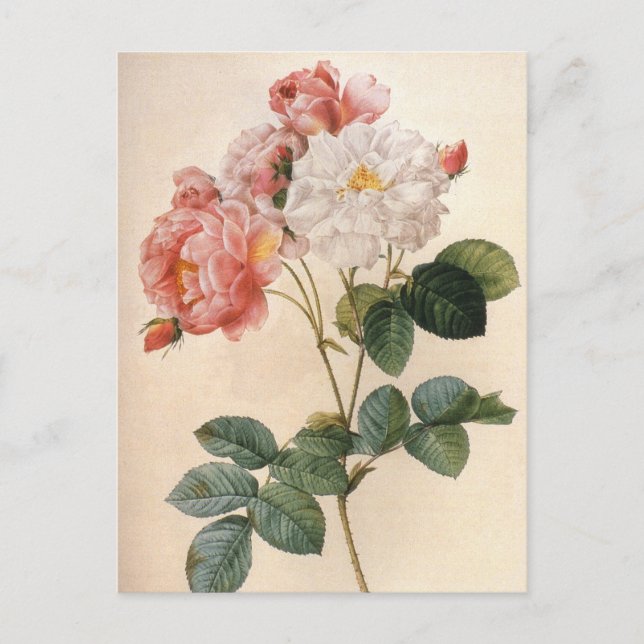 Carte postale vintage Art rose (Devant)