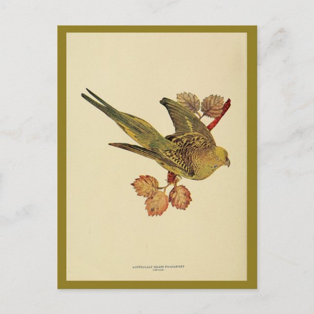 Carte Postale Vintage Australian grass parrakee couleur photo (Devant)