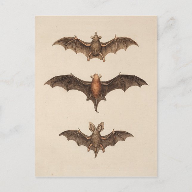 Carte postale vintage Bats Halloween (Devant)
