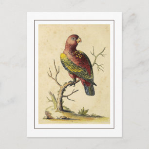 Carte Postale Vintage bavardage Lory Parrot Nature