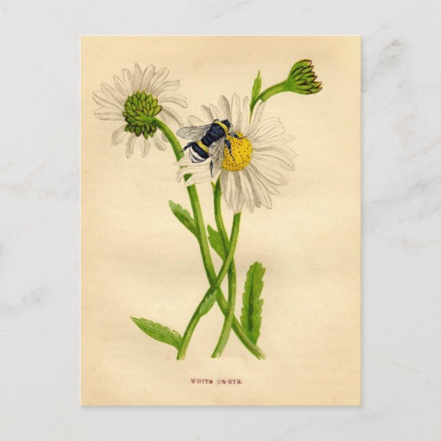 Carte Postale Vintage Bee and Daisy (Devant)