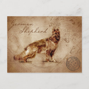 carte postale vintage berger allemand