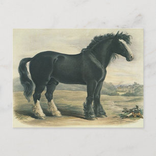 Carte postale Vintage Black Shift