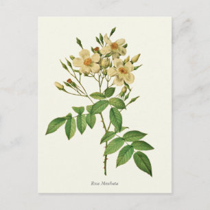 Carte Postale Vintage blanc et rose jaune imprimé