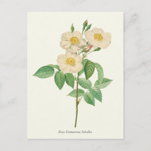 Carte Postale Vintage blanc et rose jaune imprimé