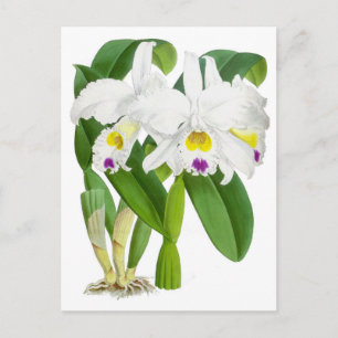 Carte Postale Vintage blanc orchidée