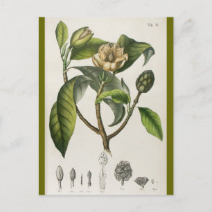 Carte Postale Vintage Botanical Flower Illustration