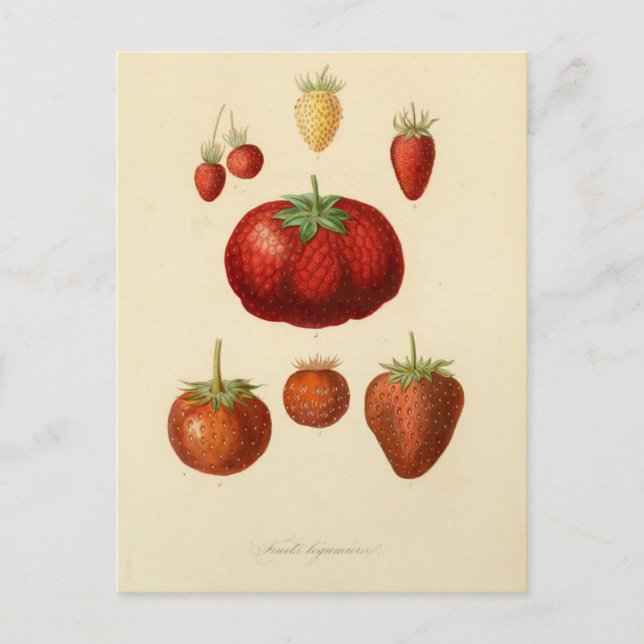 Carte postale Vintage botanique aux fraises (Devant)