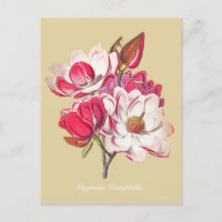 Vintage Botanique Magnolia Fleurs Roses Beige