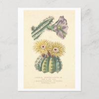 Carte postale vintage Cactus Botanical Illustratio
