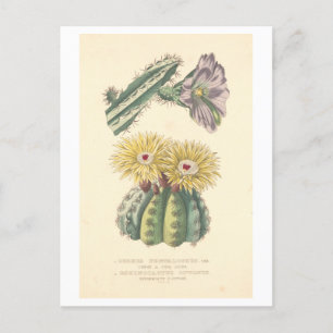 Carte postale vintage Cactus Botanical Illustratio