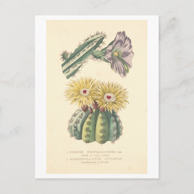 Carte postale vintage Cactus Botanical Illustratio (Devant)