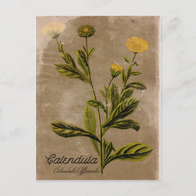 Carte postale vintage Calendula Flower (Devant)