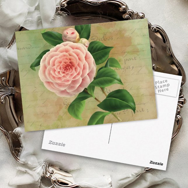 Carte Postale Vintage Camellia Botanique (Créateur téléchargé)