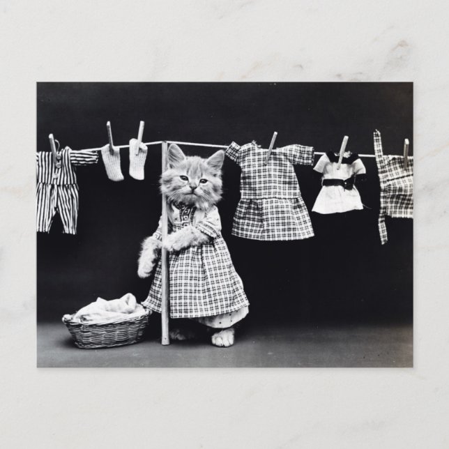 Carte Postale Vintage Cat Hanging (Devant)