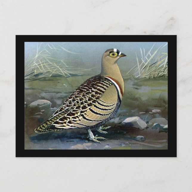 Carte postale Vintage Chicago Art-Abyssinian Birds (Devant)