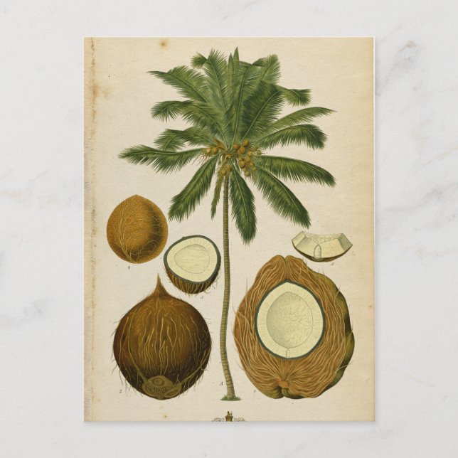 Carte postale vintage Coconut Palm Travel (Devant)