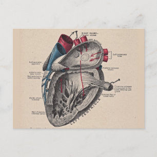 Carte Postale Vintage coeur Cardiovasculaire anatomie du système