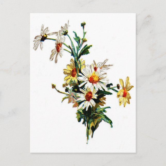 Carte Postale *Vintage Daisy* Flower Art (Devant)